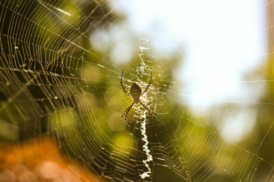 Close-up of spider web