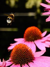 Close-up of bee pollinating on purple coneflower