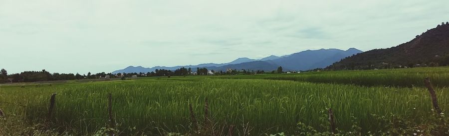 Scenic view of field against sky