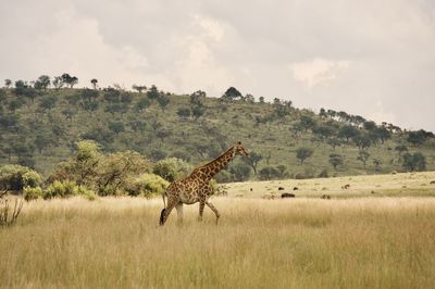 Horse grazing on field against sky