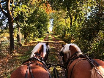 Rear view of people riding horse