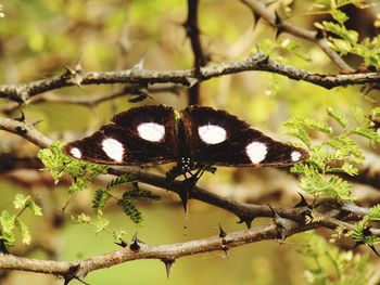 Close-up of butterfly on flower tree