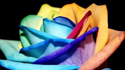 Close-up of purple flower against black background