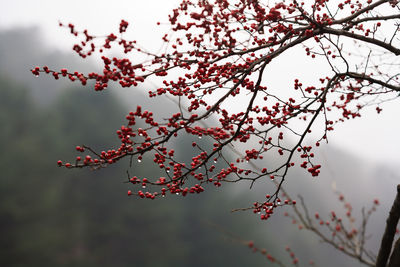Close-up of cherry blossom tree