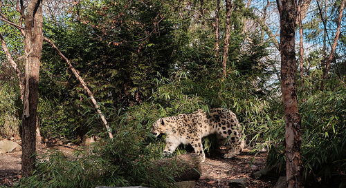 View of an animal on tree trunk