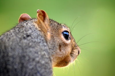 Close-up portrait of an animal