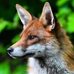 Close-up of fox on field