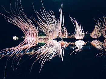 View of trees at night