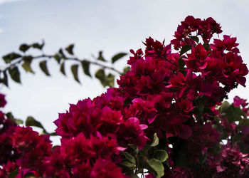 Low angle view of flower tree against sky