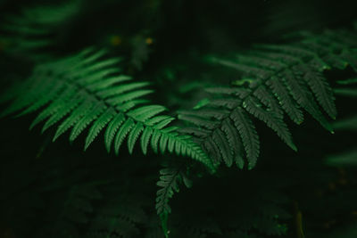 Ferns in laurel forest on spanish island tenerife