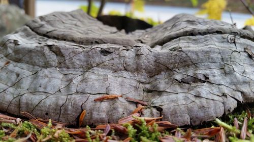 Close-up of dry tree trunk