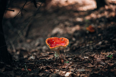 Close-up of fly agaric mushroom on field