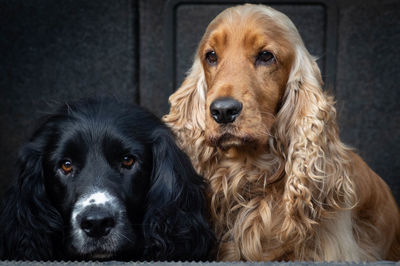 Close-up portrait of dogs