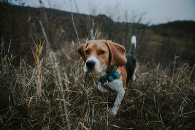 Portrait of dog walking amidst grass on field