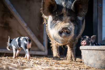 Brown, black and white piglets playing