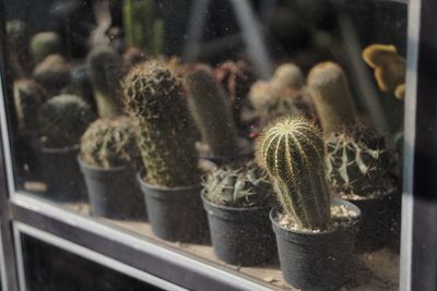 Close-up of succulent plant in glass window