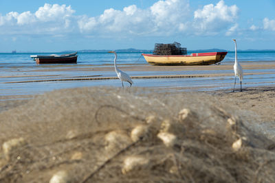 Several white herons on the edge of a beach. sea bird looking for food.