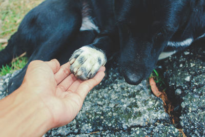 High angle view of person hand with dog