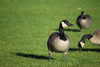 Canada geese on grassy field