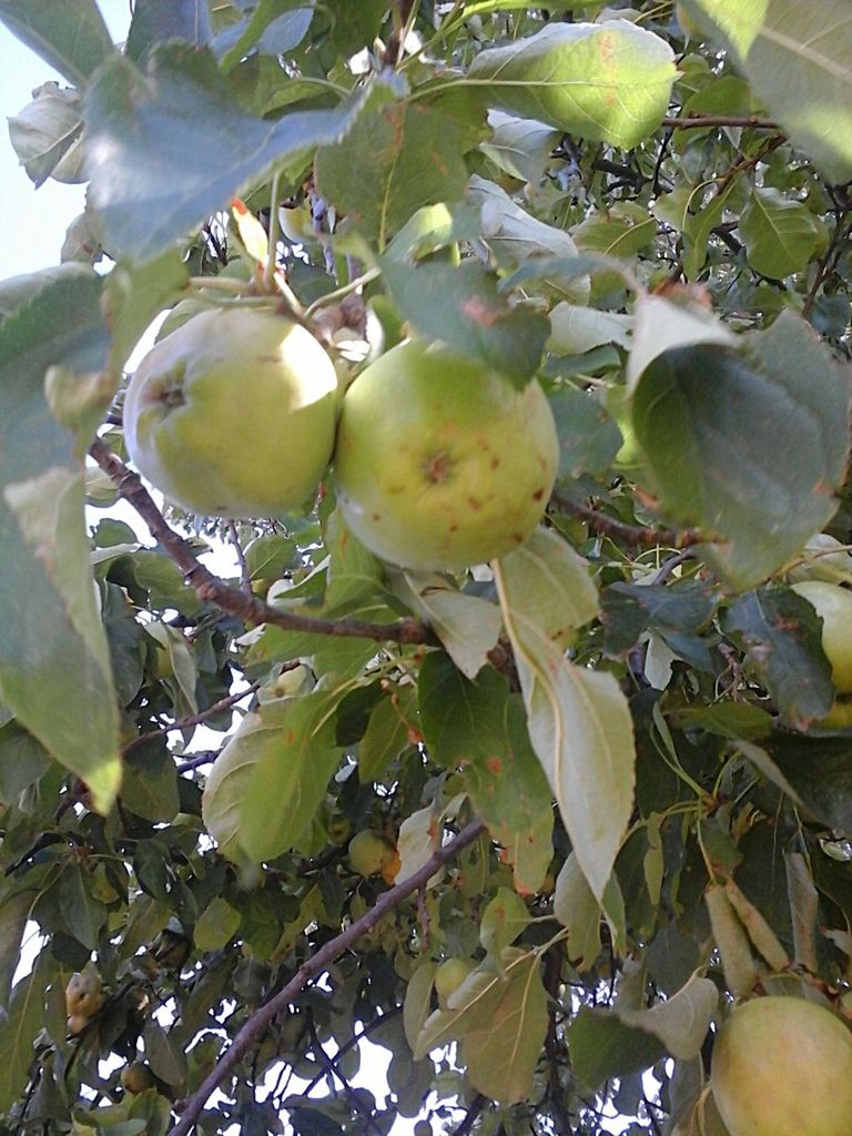 fruit, leaf, food and drink, branch, tree, food, growth, green color, low angle view, freshness, healthy eating, close-up, nature, bird, day, outdoors, hanging, no people, beauty in nature, sunlight