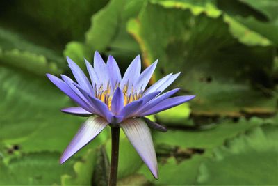 Close-up of purple water lily in lake