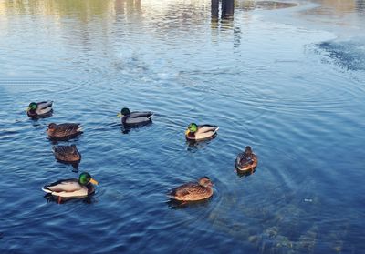 High angle view of mallard ducks swimming in lake