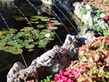 High angle view of flowering plants by rocks