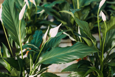 Gardening, planting and flora concept - close up of plant spathiphyllum in pots at greenhouse