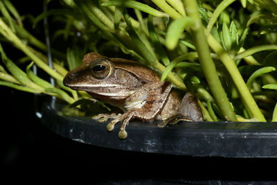 Close-up of frog on plant