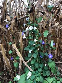 Plants growing outdoors