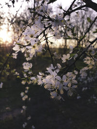 Close-up of apple blossoms in spring