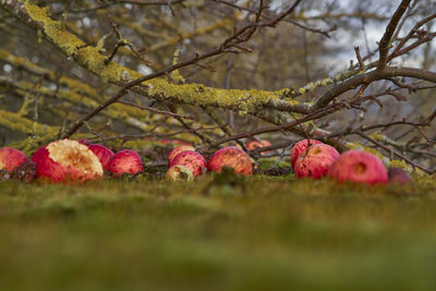 Close-up of fruits on tree