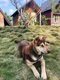 Dog lying down on land