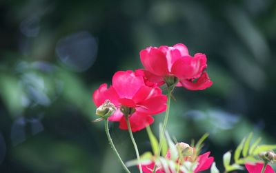 Close-up of pink flower