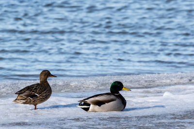 Ducks on water