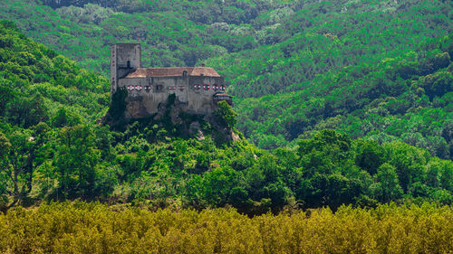 Castle on the hill, plants and trees