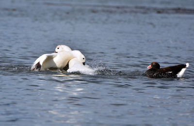 Swans swimming in lake