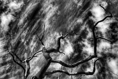 Close-up low angle view of tree against sky