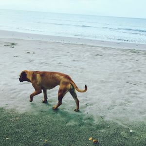 Dog on beach