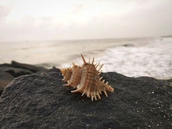 Close-up of leaf on beach