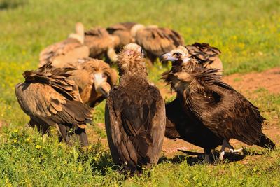 View of birds on land