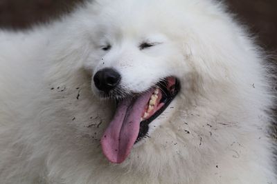 Close-up of great pyrenees dog sticking out tongue outdoors