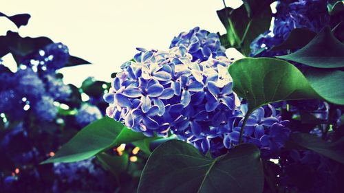 Close-up of flowers