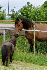 Horses in the field