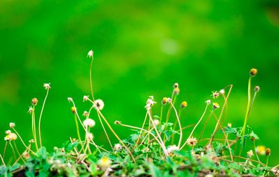 Close-up of plant growing in field