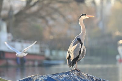 bird