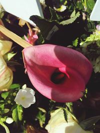 Close-up of pink flowers blooming outdoors