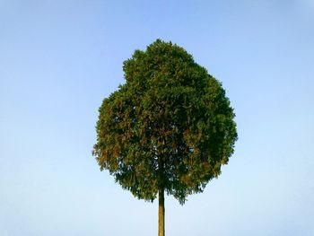 Low angle view of trees against clear blue sky