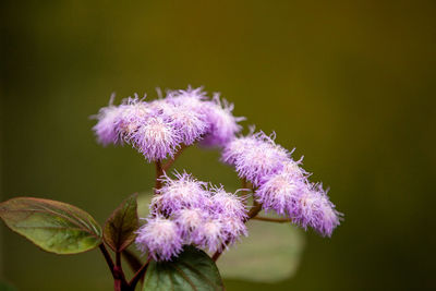 Close-up of purple flowering plant