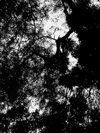 Low angle view of silhouette trees in forest against sky